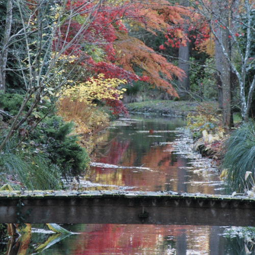 arboretum automne