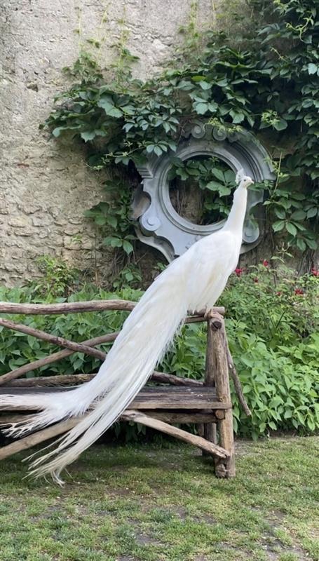 Paon blanc perché sur un banc